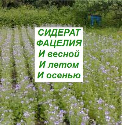 фацелия, выращивание и уход