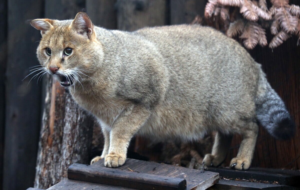 Камышовом коте. Кавказский камышовый кот. Камышовый кот Московский зоопарк. Камышовый кот Заури. Камышовый кот Заури Московский зоопарк.