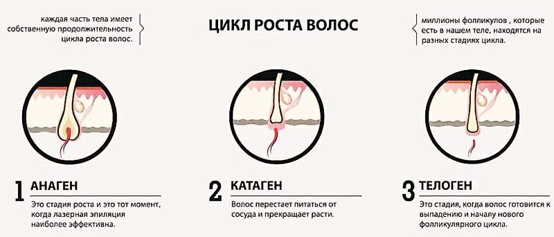 Рост волос 