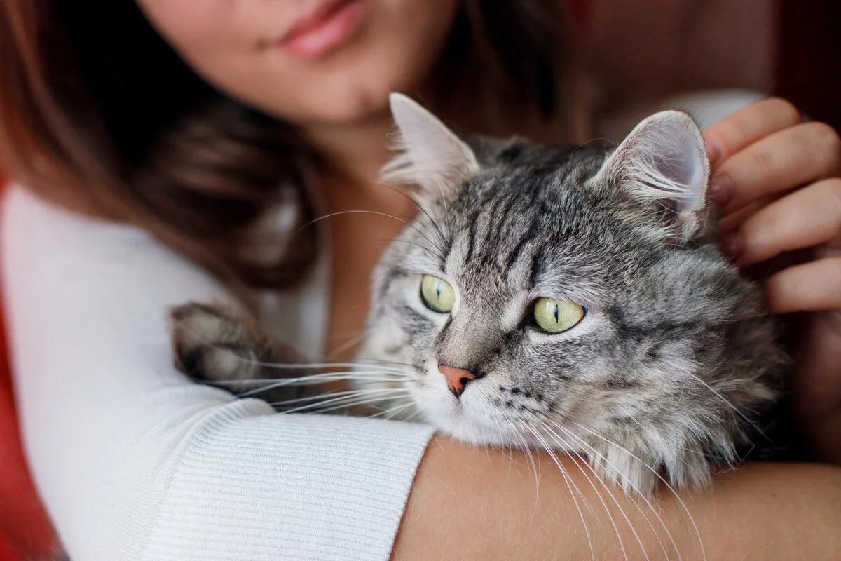 К чему снится гладить котенка. Девушка гладит кота. Гладить кошку. Кошка гадит. Человек гладит кошку.