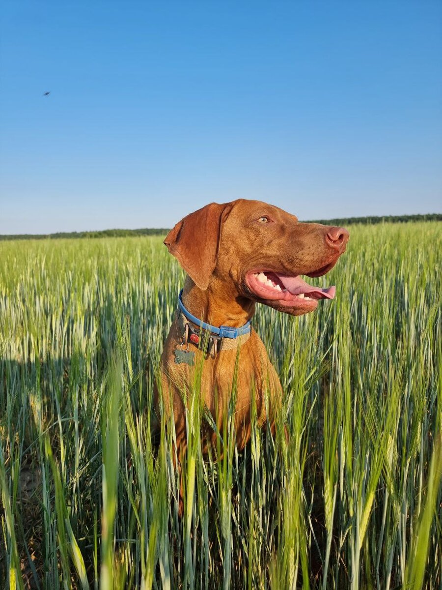 Зевс (2 года). Венгерская выжла. Идеальный холерик, ни секунды покоя, говорит во сне. Продаст душу за огрызок от яблока, обожает обниматься и плавать. Ненавидит сидеть в вольере и когда проходят мимо и не гладят.
