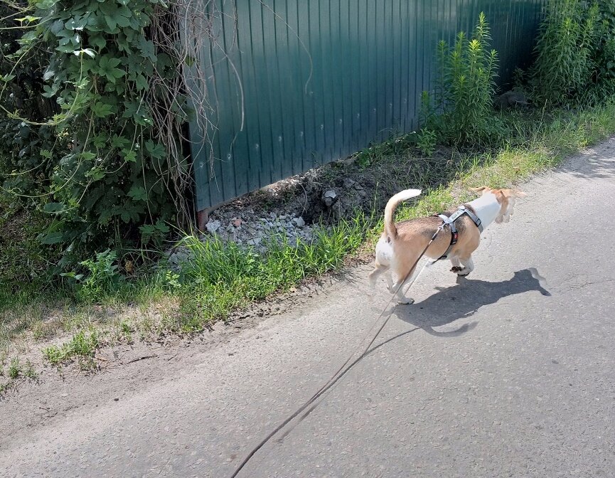 Та самая собака, с которой нужно перебратоь сотню методов и приемов :D