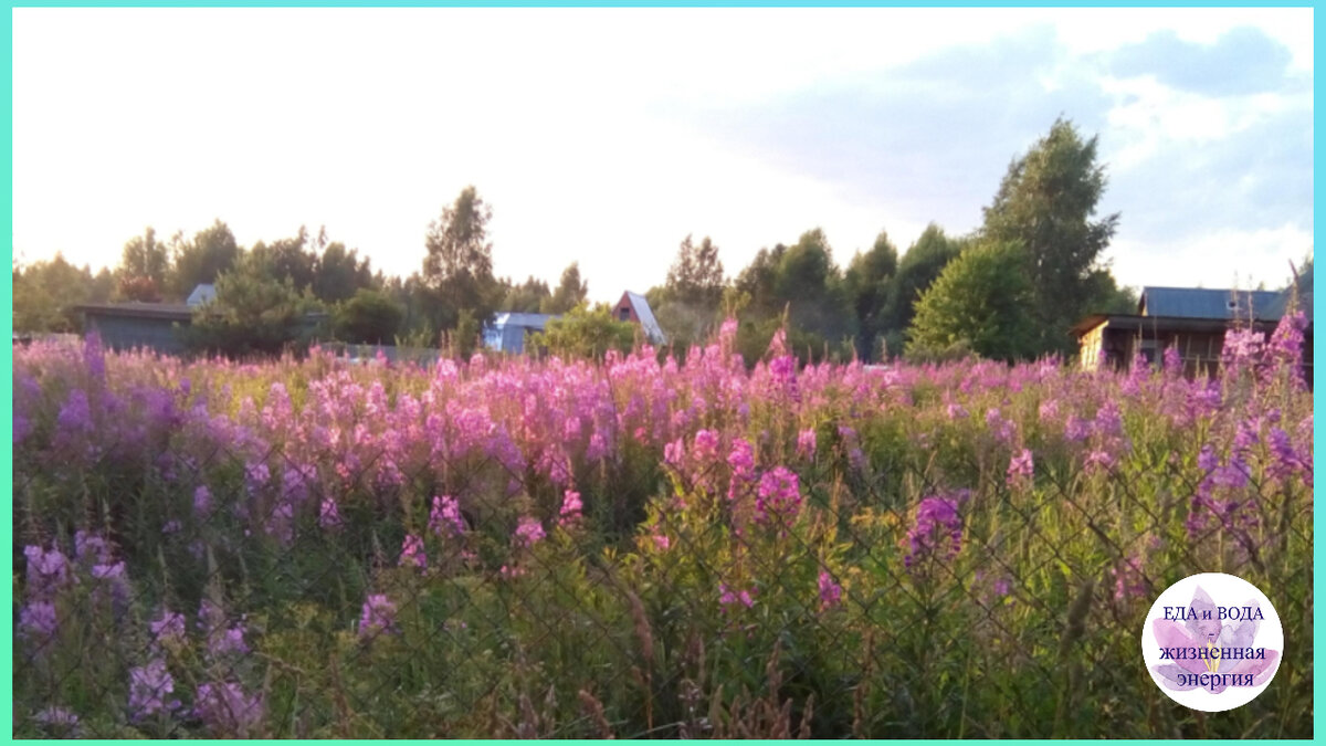 Личное фото. Кипрей на просторе.
