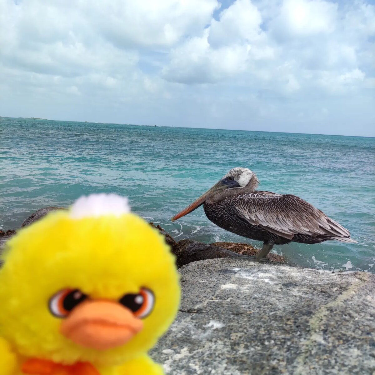 Мой друг Пеликан