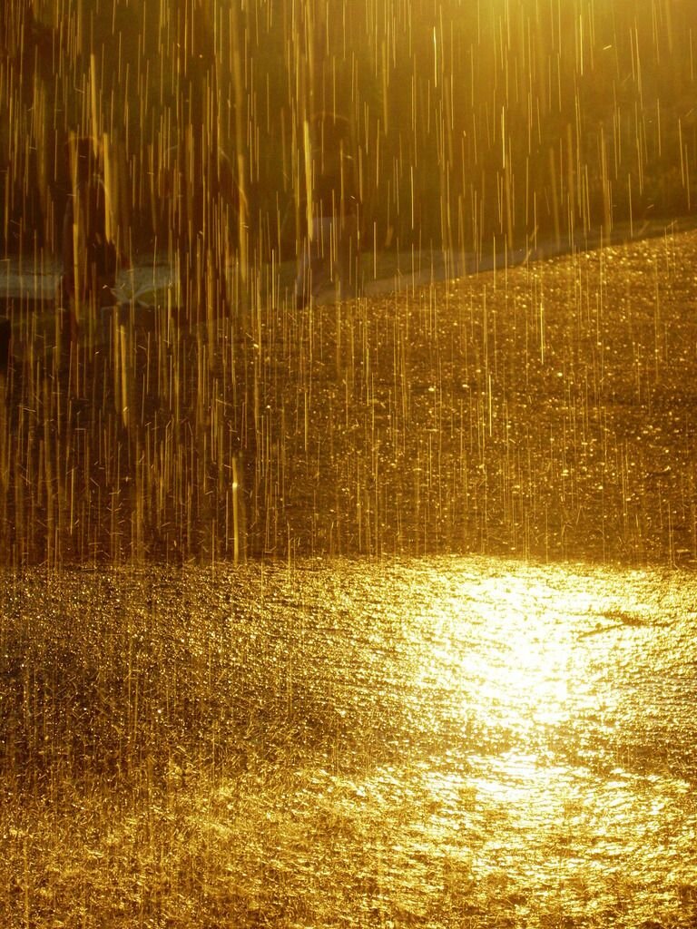 Золотой дождь фото