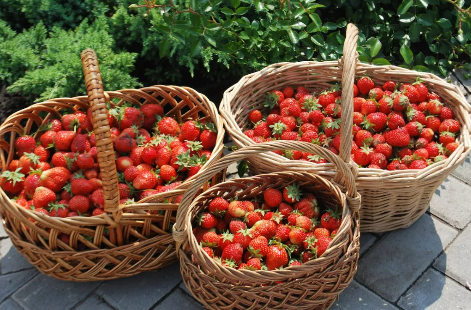 Фотография взята из источника yandex.ru