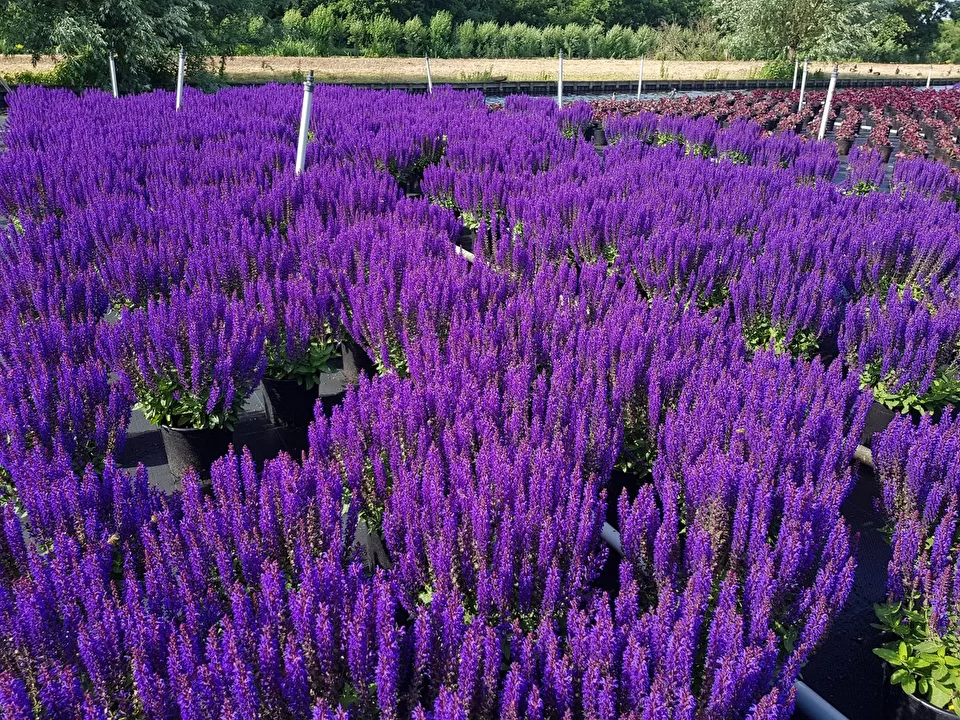 Партия шалфея готовится на отправку заказчику