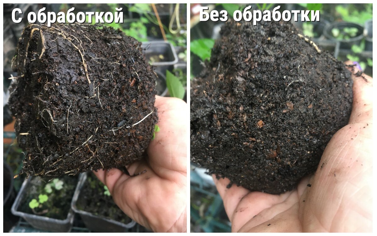 Слева - растение, обработанное дважды препаратом Гота Вита. Горшок литровый, в маленьком корни полностью бы оплели ком земли...