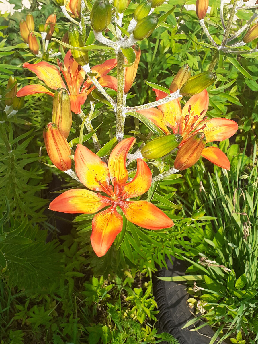 Фотография автора