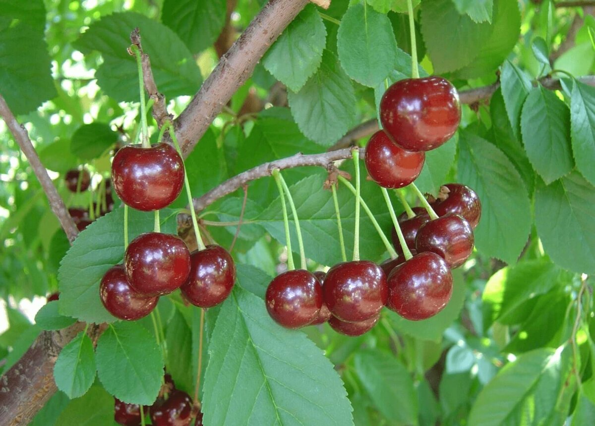 Вечерняя заря