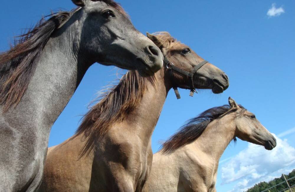 Сегодня речь пойдёт о каспийской породе.