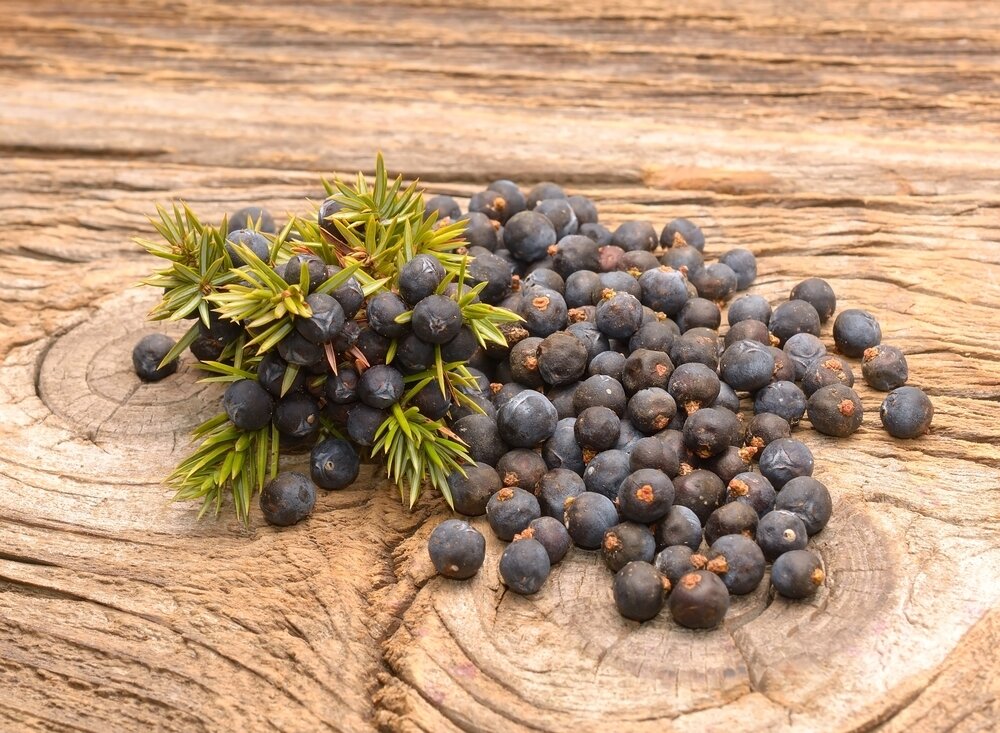    Ягоды можжевельника обыкновенного