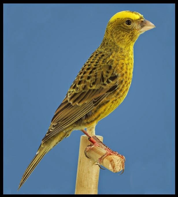 Лизард. Произвольное фото из сети.