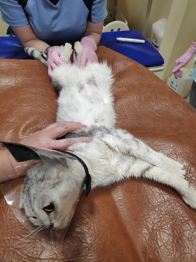 Снежа на приеме в ветклинике