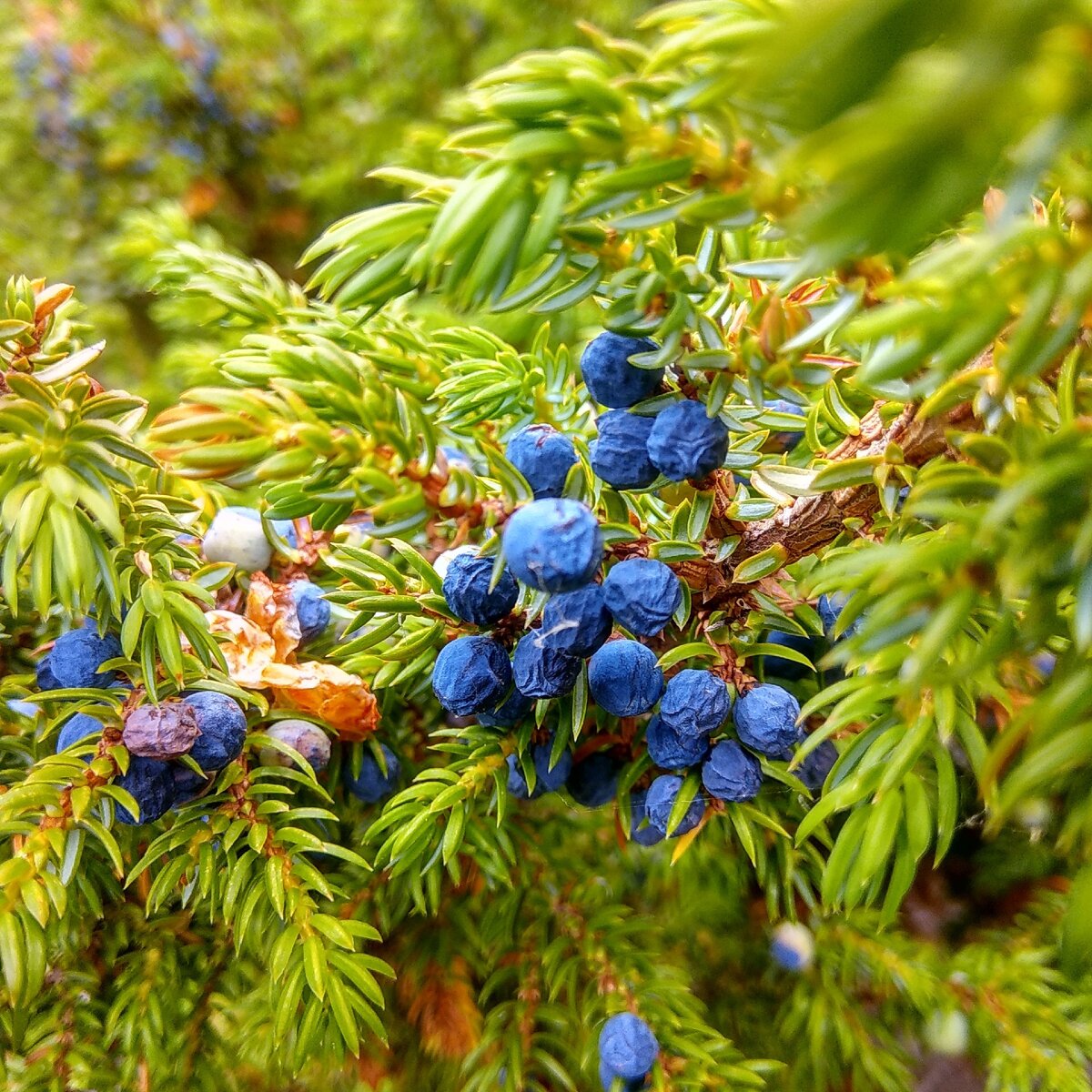 Кто угадает что за Ягода!