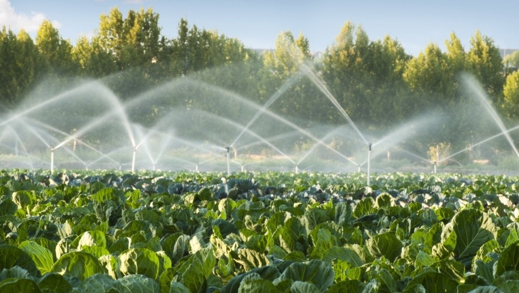 полив капусты