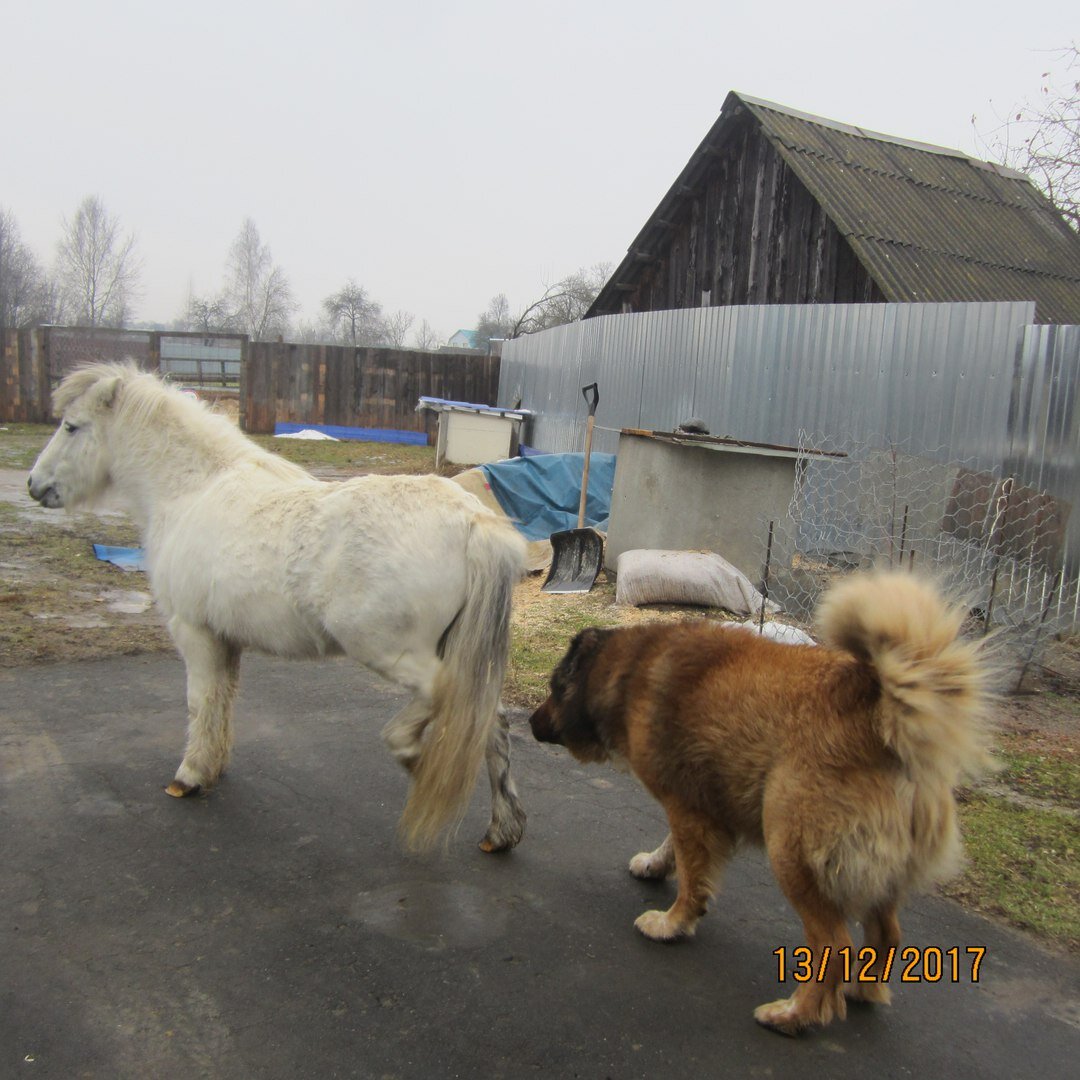 Дружба собаки и лошади! | Из жизни собачника🐶 и конника🐎 | Дзен