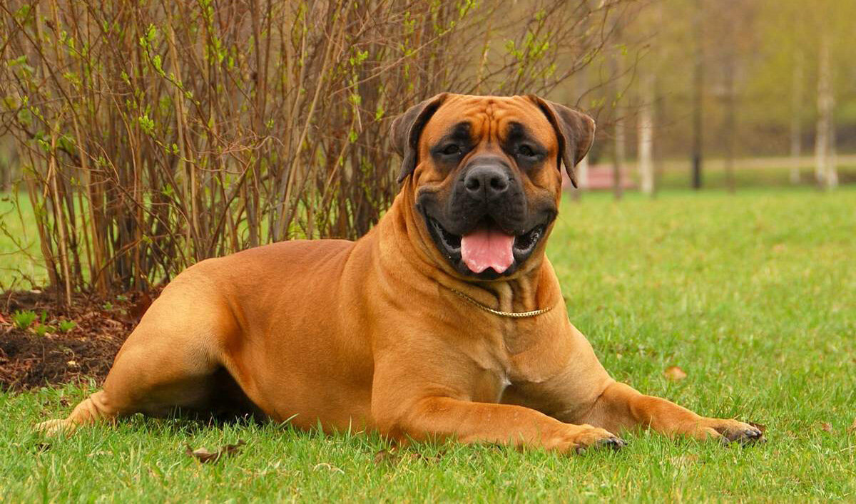 Источник https://vplate.ru/sobaki/burbul/