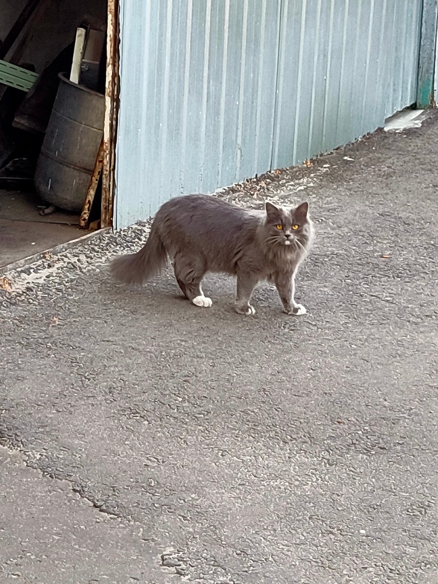 Все тот же котик, улыбнись!