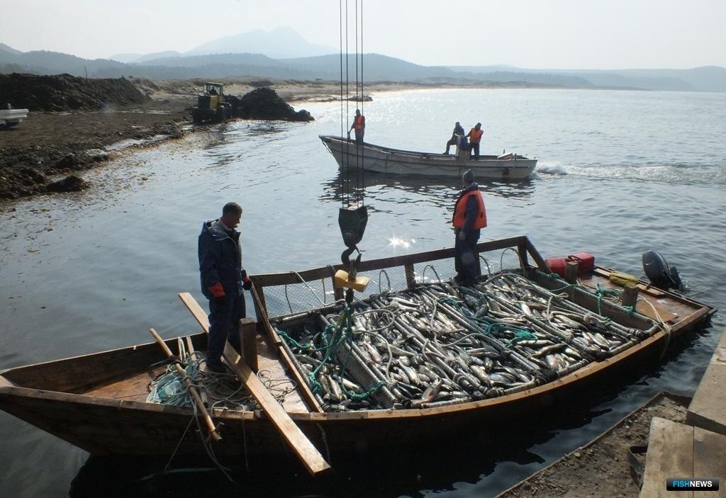 Выгрузка уловов лосося на Кунашире