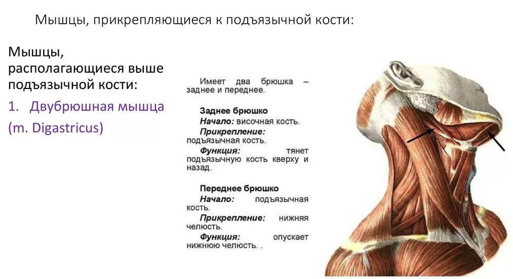 Мышцы расположенные ниже подъязычной кости