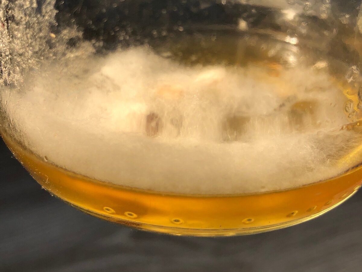 мицелий белого гриба на среде