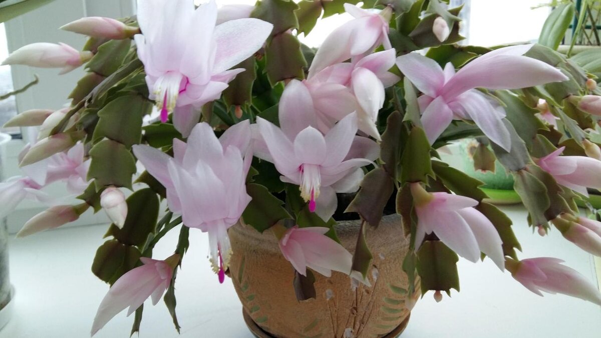 Источник: yandex.ru