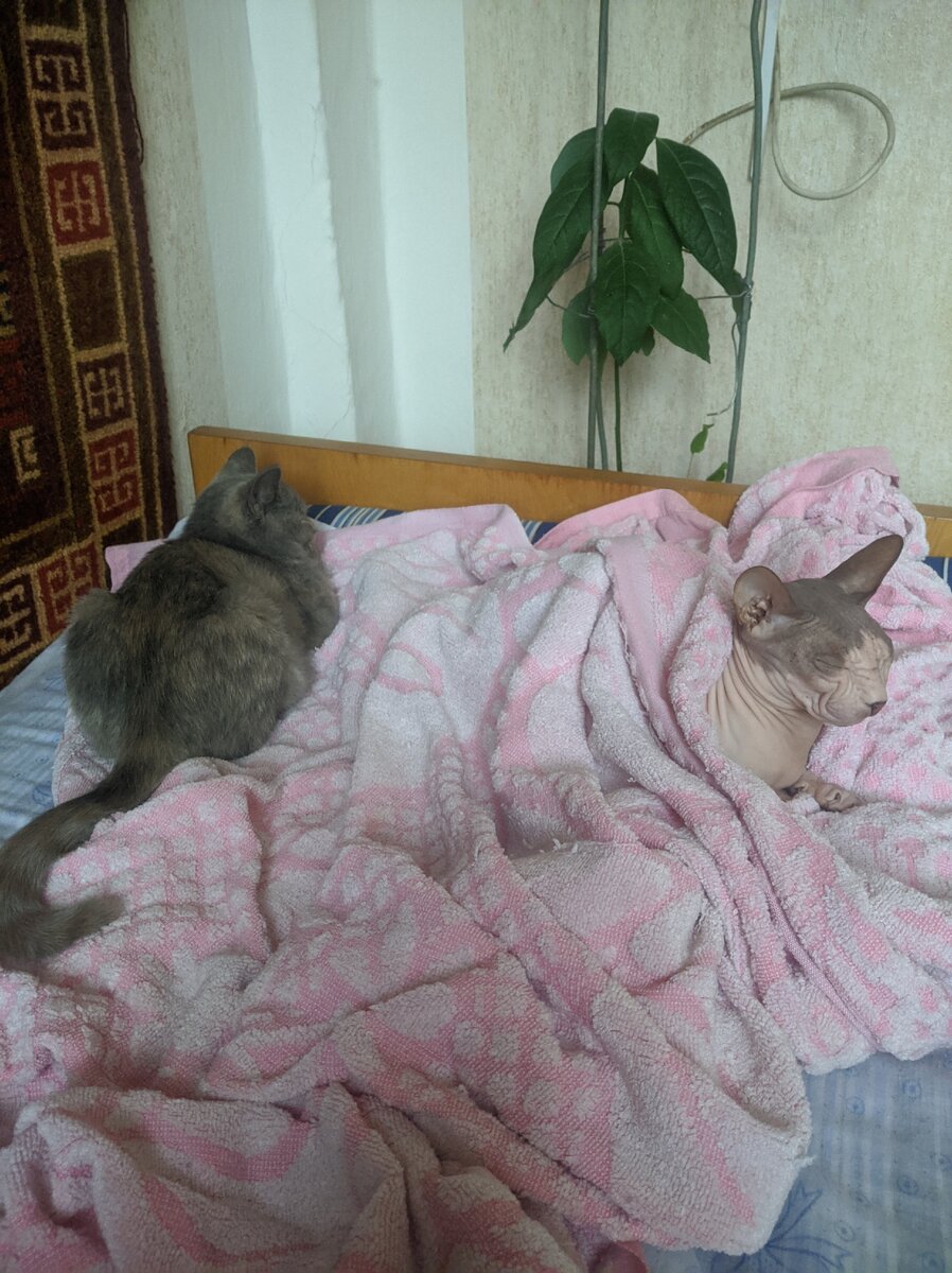 Как спалось?