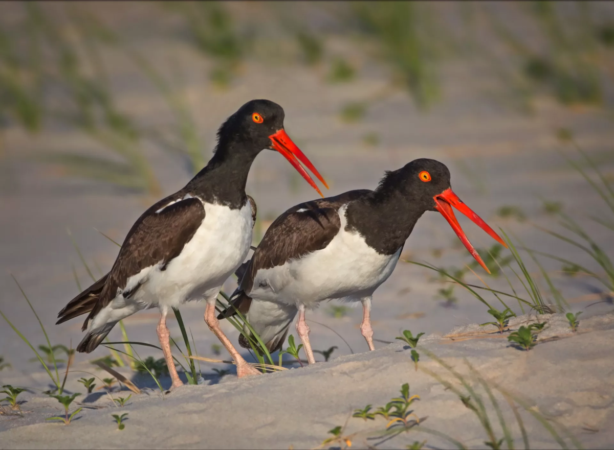 А ведь клюв и правда на морковку походит...