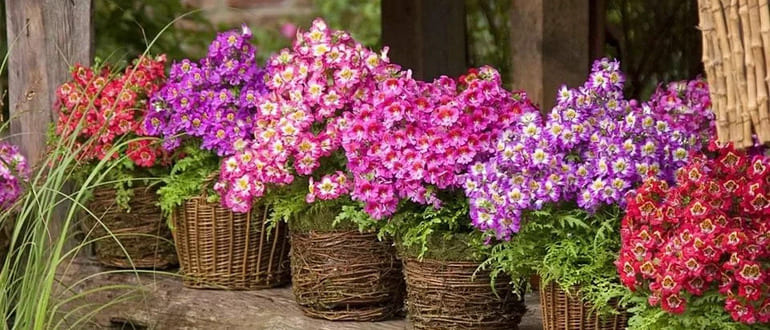 Миниатюрные сорта выращивают в горшках