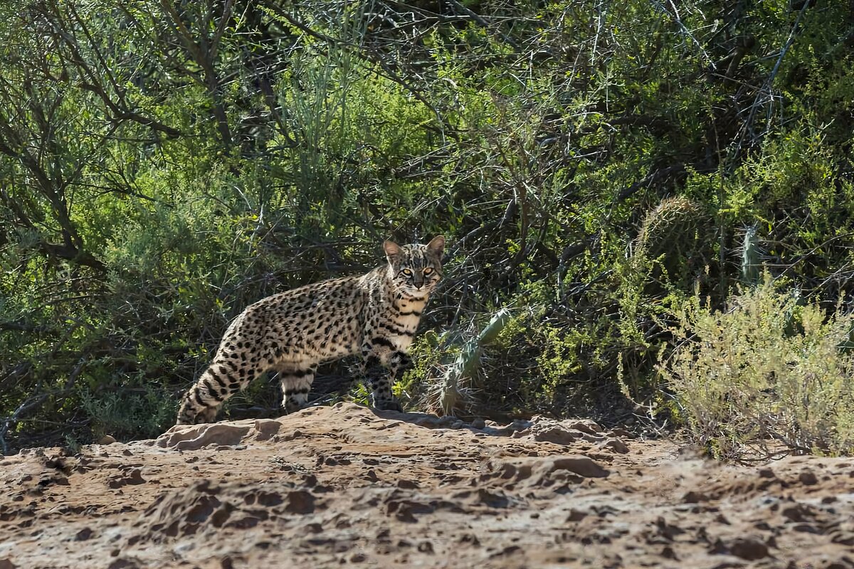 Сплошной монолит, издалека напоминающий камень или какое-нибудь растение.