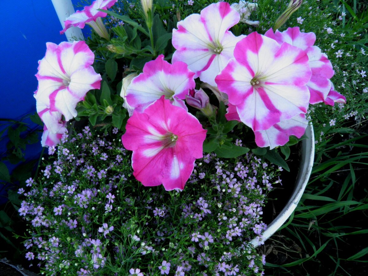 Гипсофила стенная в компании с петунией Ordy Ice Cream