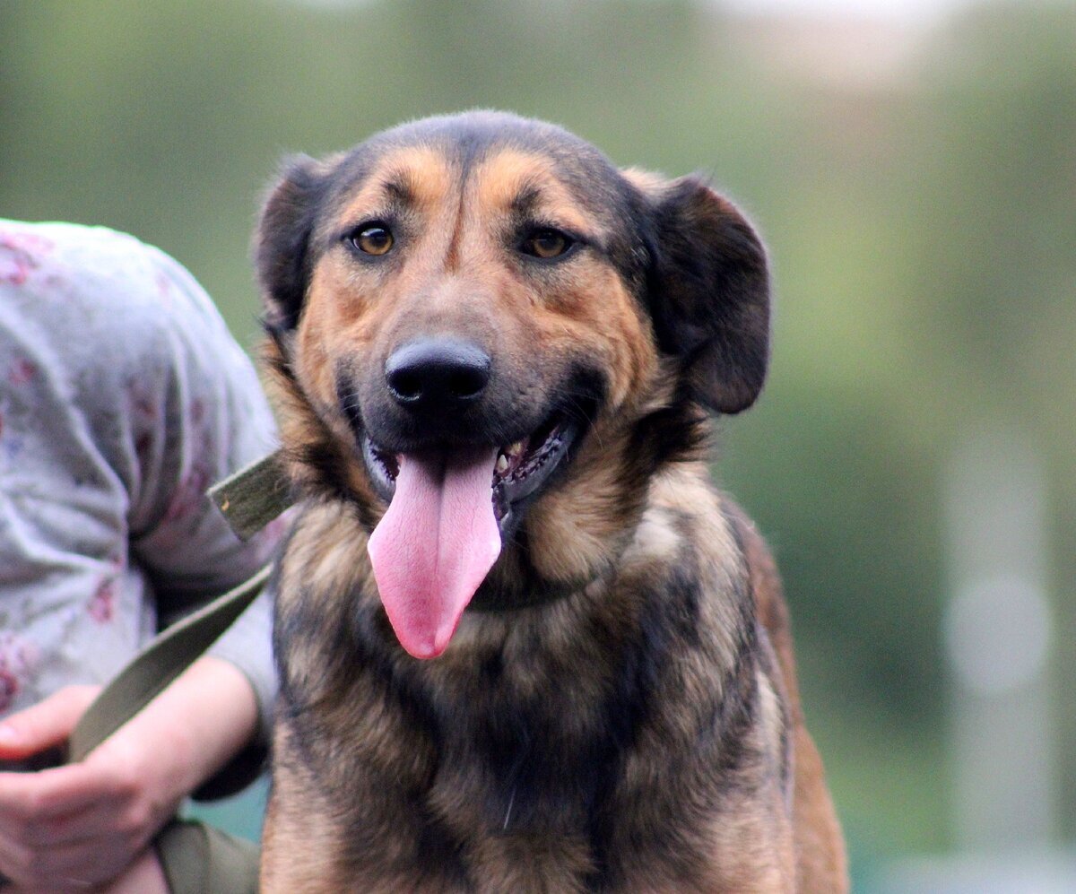 питбуль в комбинезоне. собакочеловек. собаки в соцсети. собака подбирает с земли. собака интернет.