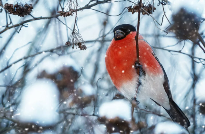 Снегирь. Источник изображения: Яндекс.Картинки