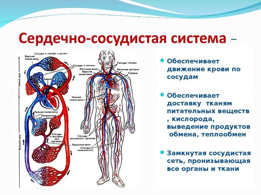 Строение и основные функции крови и кровообращения презентация