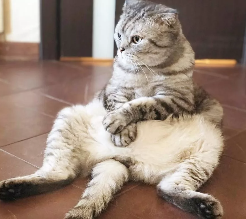 Шотландский вислоухий котик