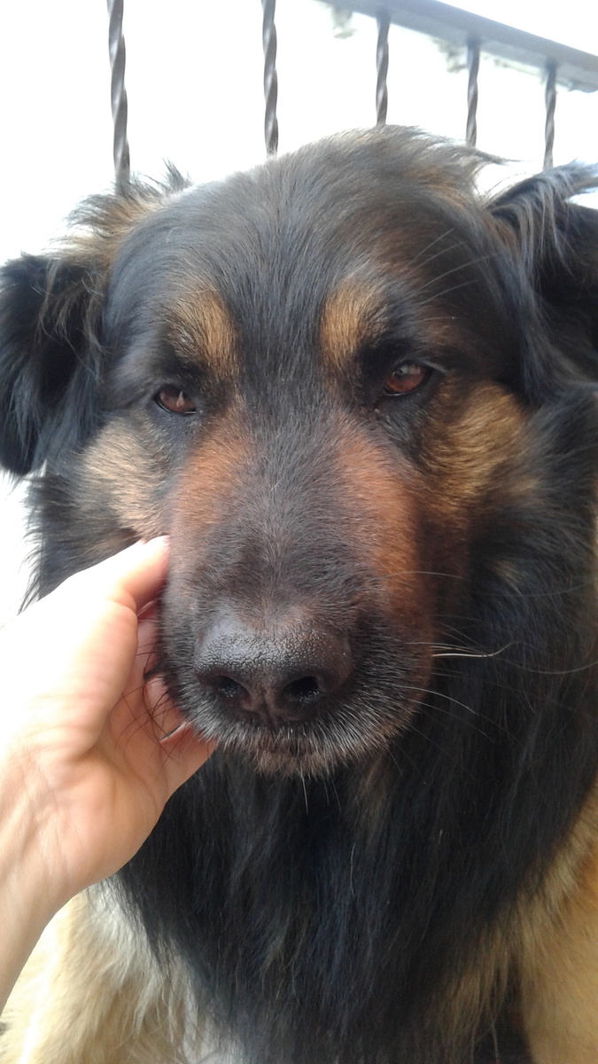 Рекс...трудности позади....уже счастливый собакен