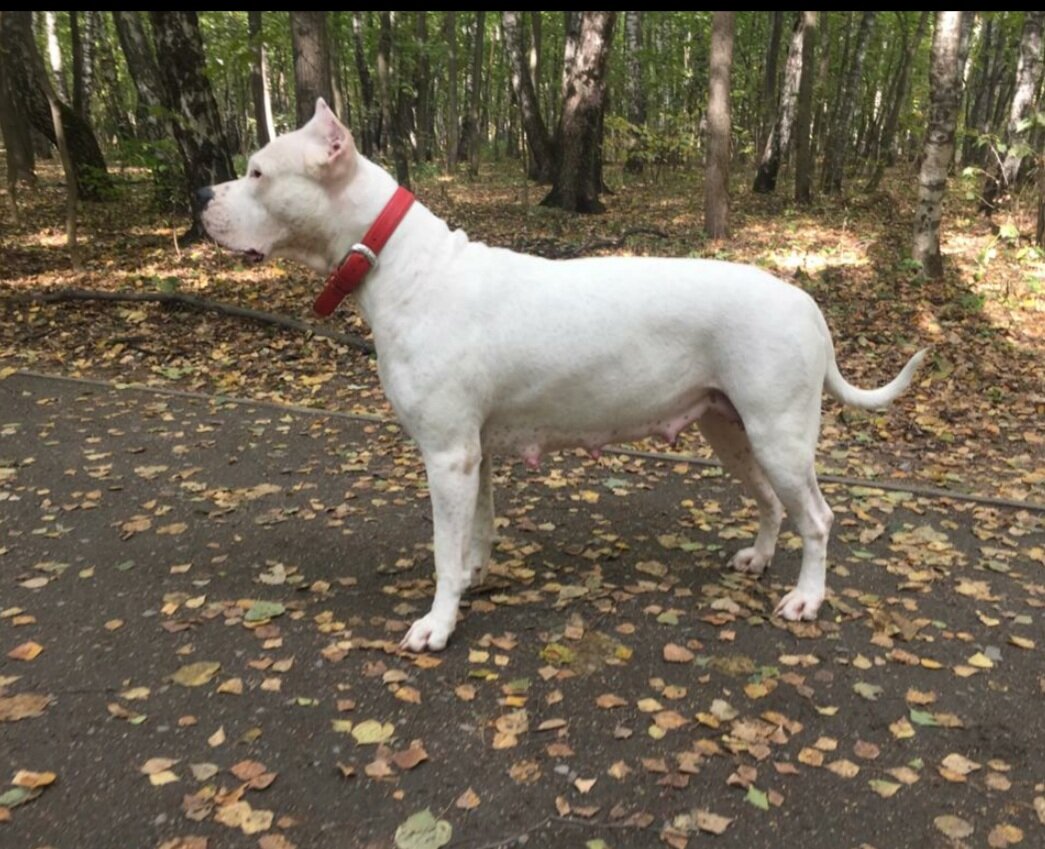 Аргентинский дог Роззи, фото владелицы Нелли