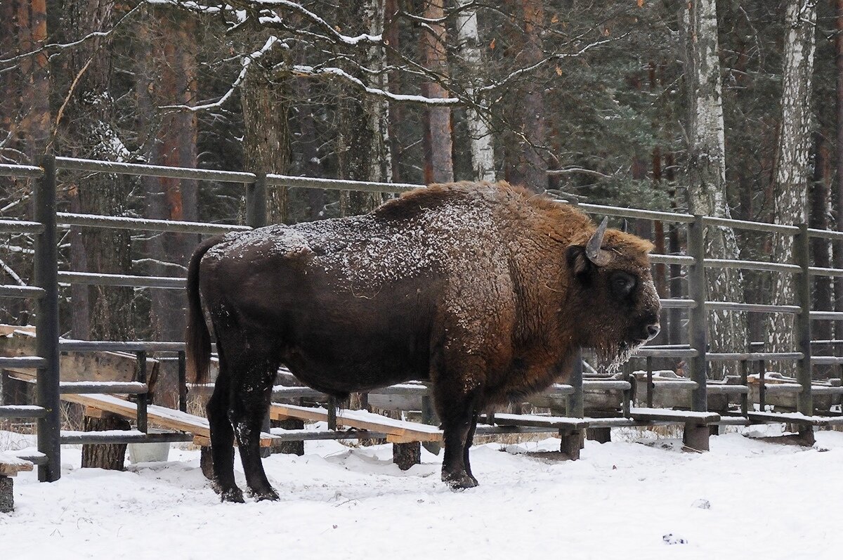 Зубр в вольере Окского заповедника 