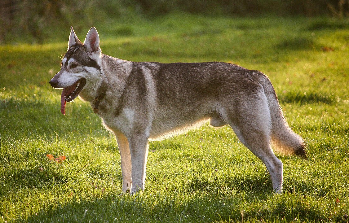 Собаки близкие к волкам: ближайшие родственники волков среди собак