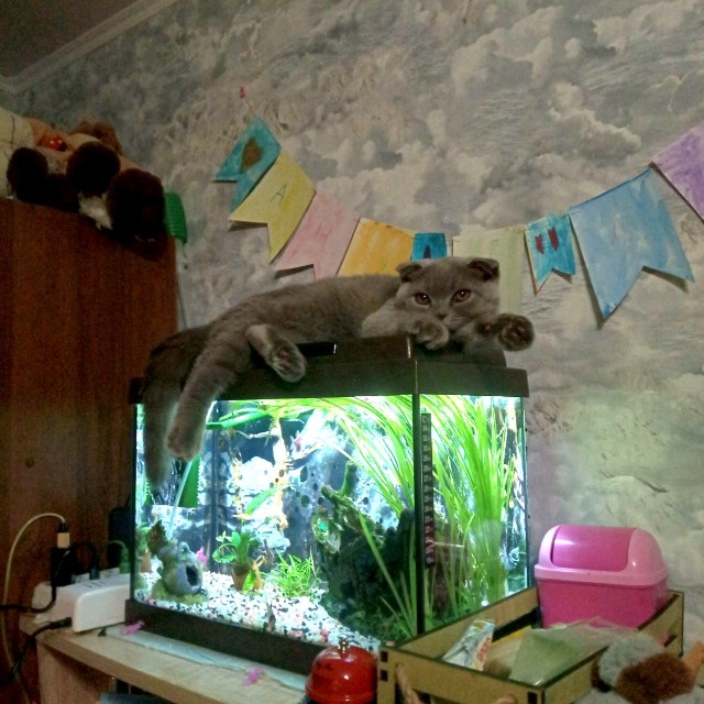 Клепушка и аквариум, личный фотоархив