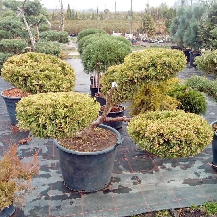 Бонсай из можжевельника. Источник - Яндекс картинки