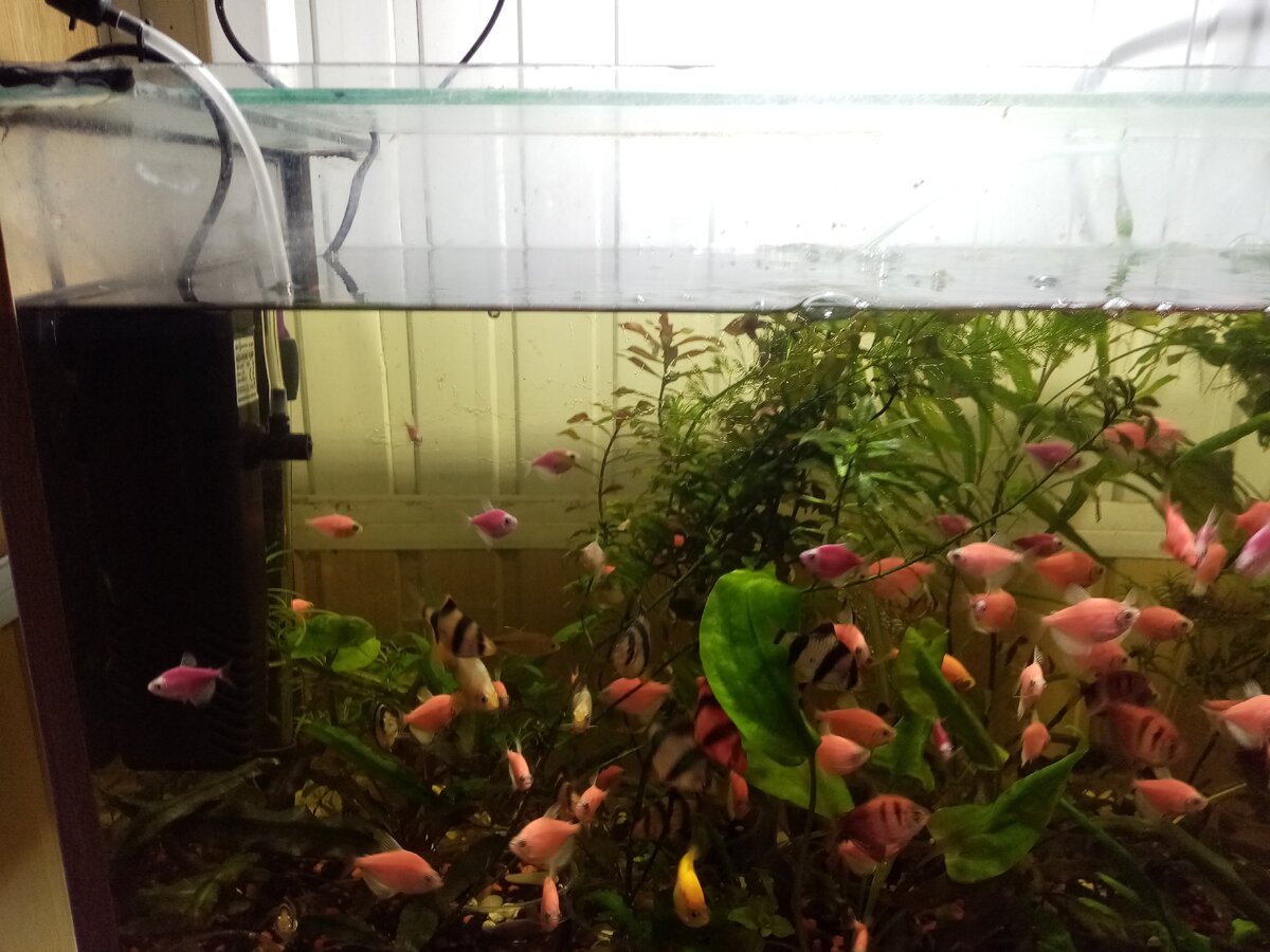 4/5 рыб здесь лишние. Скоро начнется массовый мор.