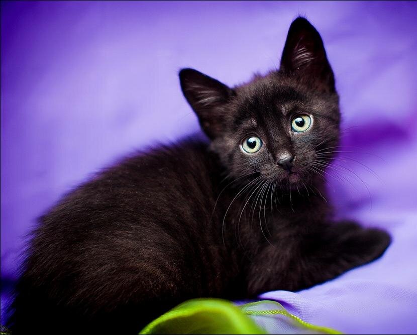 Фото чёрненького котёнка из общего доступа доски объявлений "в добрые руки"