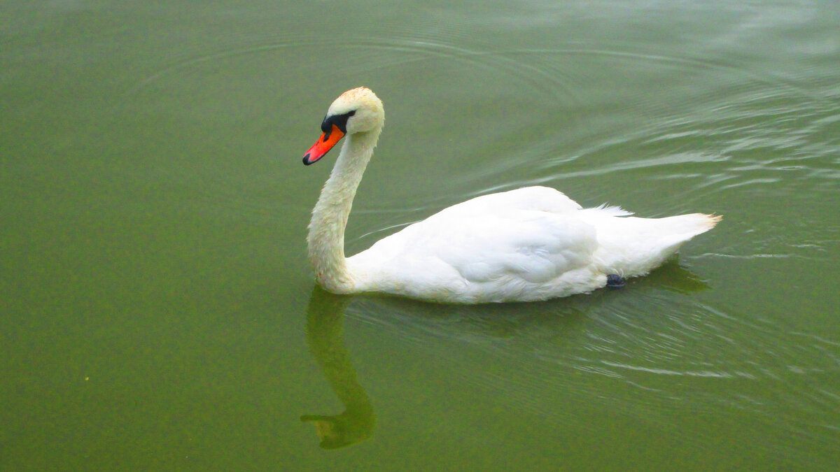 А белый лебедь на пруду...