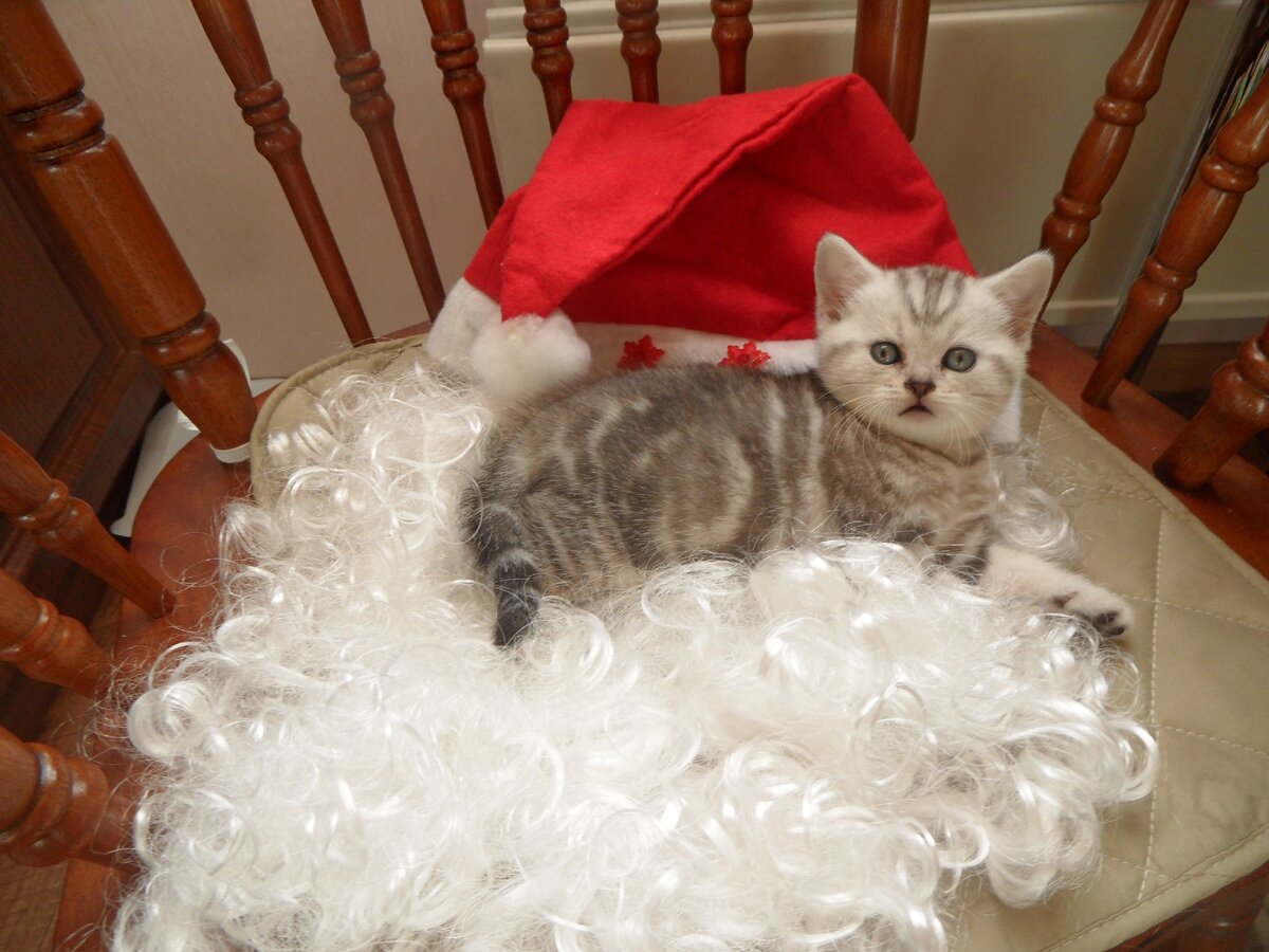 Вальяжный и уверенный в себе Сильвер