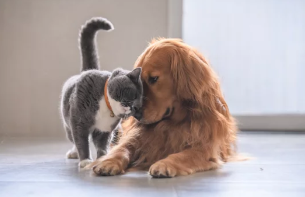 Кошка и собака