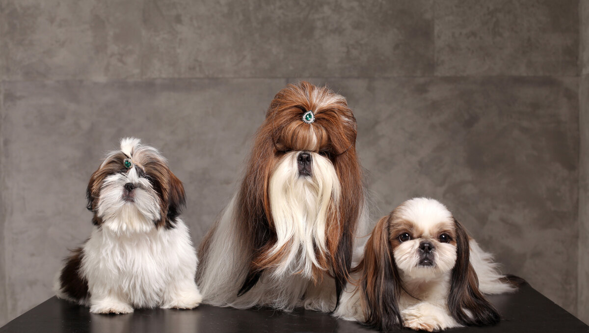 Любимые ши-тцу 