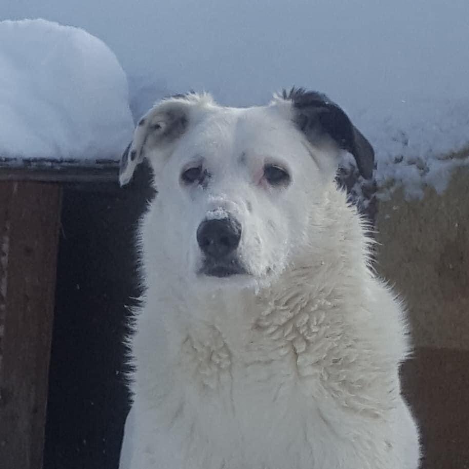 Шарли, 4,5 года, ищет семью