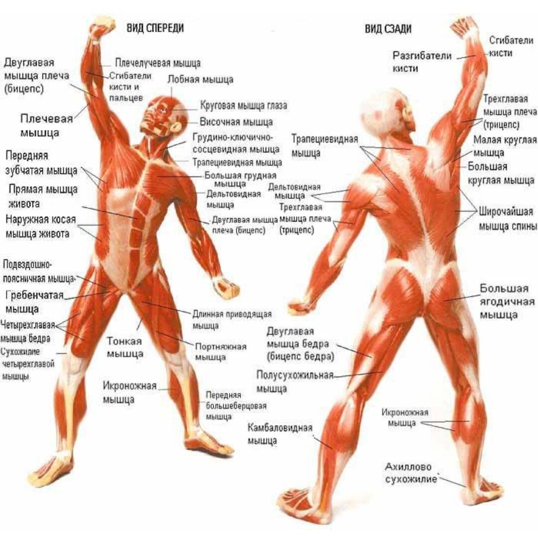 Где находится портняжная мышца: расположение, анатомия, лечение